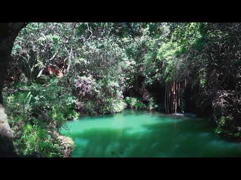 1 Hour Rainforest Jungle Nature Sounds (gibbons, birds, crickets) - Relaxation, Focus, Meditation