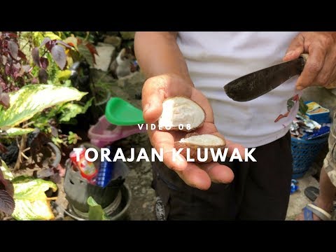 Tana Toraja Kluwak 08 | Comida indonésia