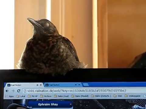 ChiepChiep findet RN laaaaangweilig