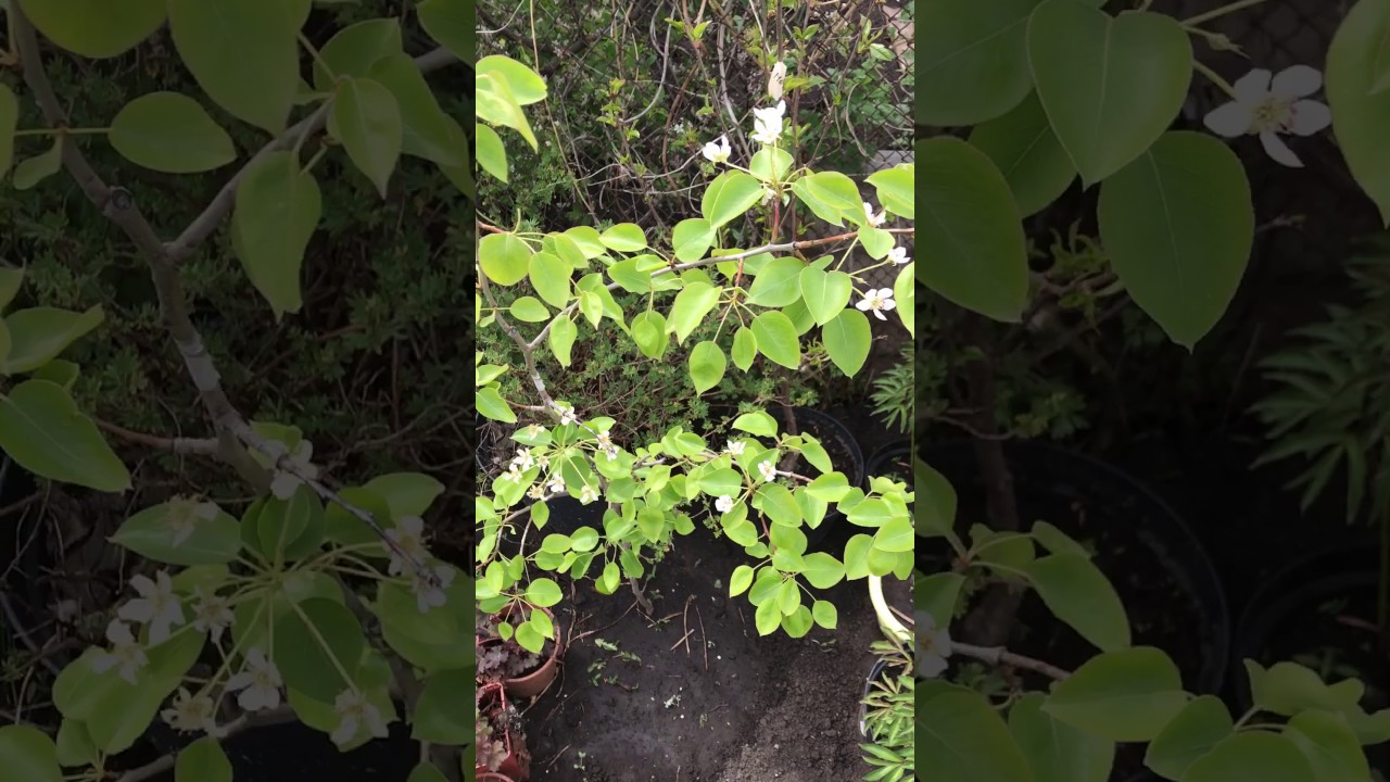 Груша осенняя Самарская красавица