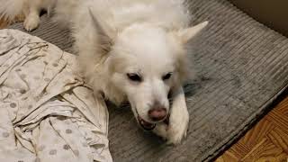 2020/12/17 Antler with Latte【アメリカンエスキモードッグ/American Eskimo Dog】