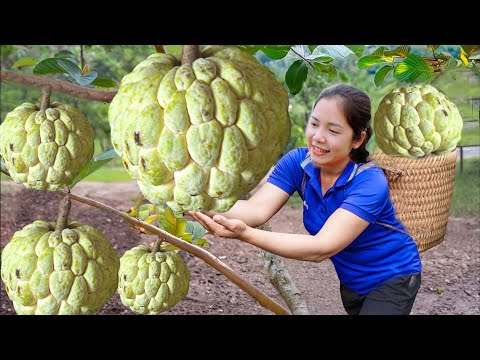 Harvesting custard apple to Sell at the Market | Daily Life of a Single Mother