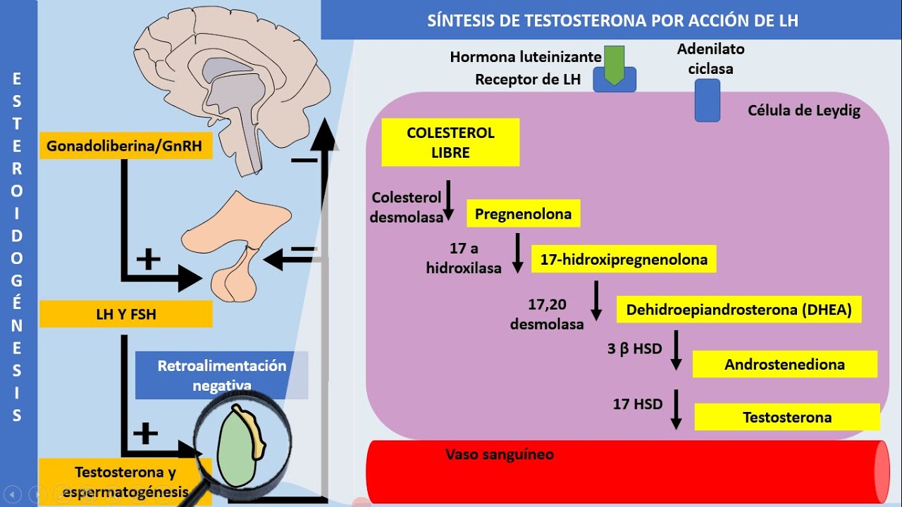 Eje hipotálamo-hipófisis-testículo y más | Fisiología de las hormonas sexuales masculinas