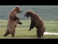 Bear Vs Bear Real Fight Wild Animals Attack