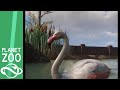 Greater Flamingo Exhibit Speed Build Planet Zoo