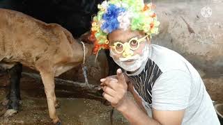 meri gaiya aati hai mujhko doodh pilati hai