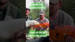 Download lagu A couple of stunners from the Koi Lake at Anglers Paradise mp3