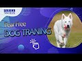 This Dog is Afraid of Everything! - Solid K9 Training (2021)