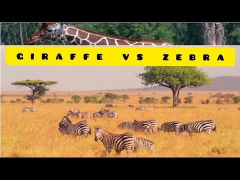 GIRAFFE VS ZEBRA ‌‌Giraffe and Zebra and Wildebeest - Amazing &Beautiful Interaction