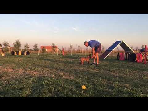 Malinoa stene trening poslusnosti/Malinois puppy obedience training