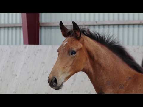 Oldenburger Hengstfohlen vom Destano