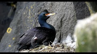 Red-faced Cormorants of the Pribilof Islands