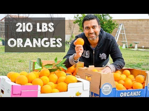 Bountiful Orange Harvest of 210 Lbs from 2 TREES Video