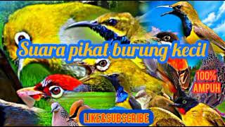 Download lagu Suara pikat semua jenis burung kecil paling ampuh | pikat terbaru 2022 kombinasi suara burung kecil mp3