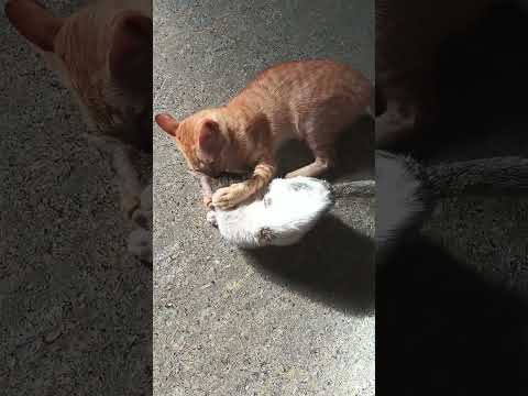 #Funny cat 😺😺😺😺#Trending shorts videos#😺❤️🥰😁😍♥️🤣🤣🫰🙏🎉