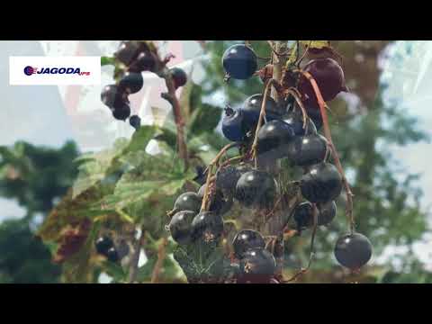 Récolteuse de cassis, groseilles et groseilles à maquereau jarek 5_9