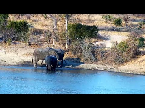 Elephant bulls interacting and landscaping along with Kudu Bulls at the Dam 8/22/25