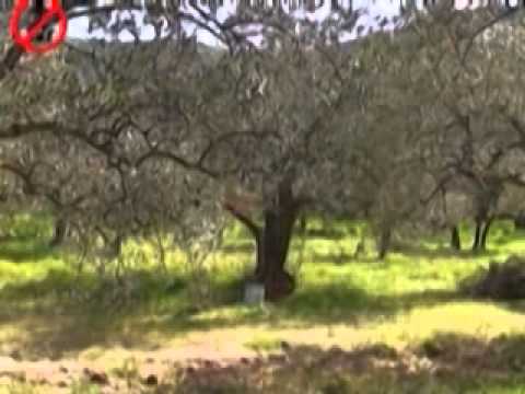 ONDA TG 10.07.2013 - CORTE COSTITUZIONALE: SENTENZA LEGGE ANTIGASDOTTO