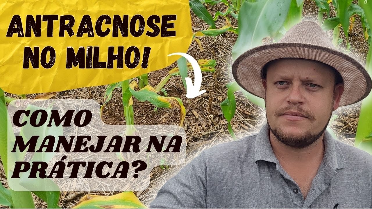 ANTRACNOSE NA CULTURA DO MILHO - Colletotrichum graminicola - Como manejar essa doença fúngica?