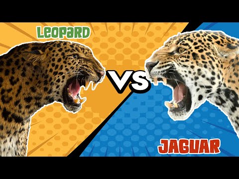 Jaguar VS Leopard | The Ultimate Battle