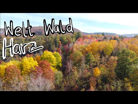 Forest and Heat - Cooling effect of our forests