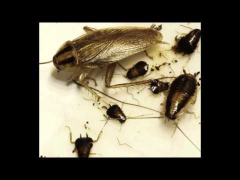 Copy of dezinfektim 044 550009 bubashfaba insekte