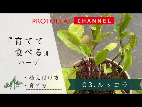 園芸 ルッコラ