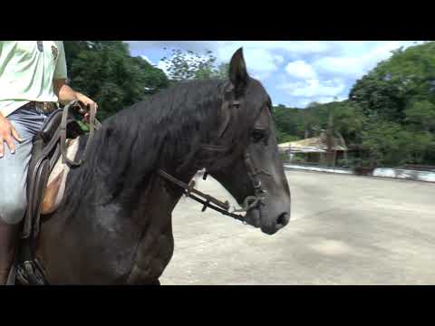 Mangalarga Marchador Horizonte V8, Marcha Media with Variations FOR SALE