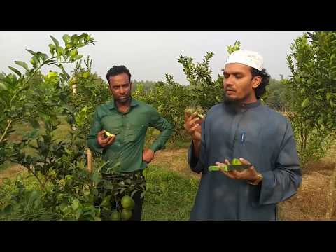বাংলাদেশের মাটিতে  কমলা ও মাল্টা চাষে কৃষকের অভাবনীয় সাফল্য।  ১ একর জমিতে বছরে প্রায় ৫ লক্ষ টাকা আয়