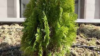 BAŞKAN BÜYÜKKILIÇ’TAN 950 MİLYON TL’LİK SURİÇİ CAMİKEBİR PROJESİ