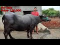 राज करण का मुर्राह पशुधन गांव थाना कला