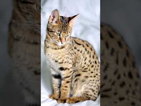 Savannah EP35 | The Wild Cats of Africa's Iconic Grasslands