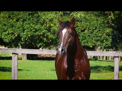 LOTE 01 SANTA ALICE POSTEIRO e SANTA ALICE NUBLADO II - VENDA DIREITO DE USO