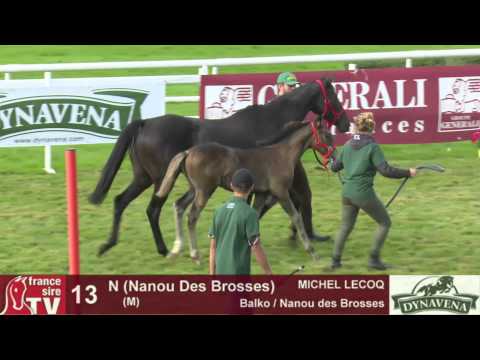 Show AQPS 2015 : lot 13 - N - M15 - Balko & Nanou des Brosses