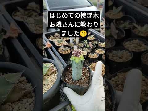 園芸 リュウゼツラン サボテン