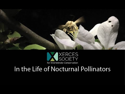 In the Life of Nocturnal Pollinators
