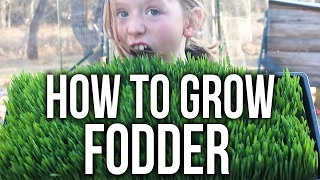 How to Grow Chicken Fodder