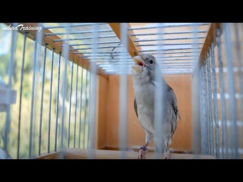 Canary Singing at It's Best - Melodies Canary Bird Song