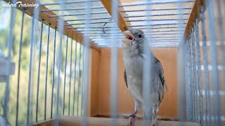 Download lagu Canary Singing at It's Best - Melodies Canary Bird Song mp3