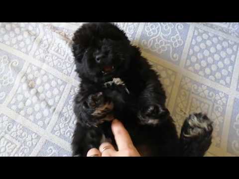 CUTE Newfoundland Puppy😍