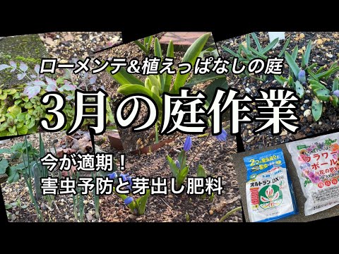 これら 3 つの植物は 3 月にあらゆる庭を魅了します ガーデンデザイン
