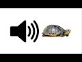 Turtle Sound Effect