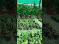 Plant Nursery 🪴 #nursery  #plants  #plantnursery  #glimpse  #india  #beauty