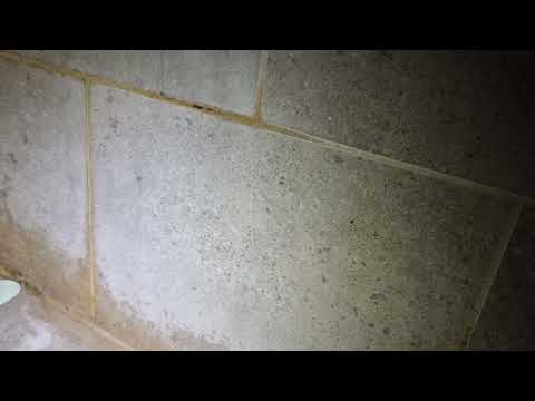 What are these bathroom bugs?