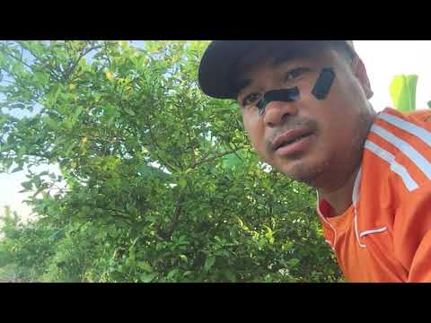 Introducing lemon plucking and taking care of plants