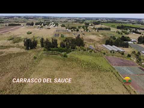 Chacra en Venta Carrasco de Sauce sin Construcciones