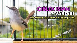 Download lagu CIBLEK SEMI GACOR AMPUH UNTUK PANCINGAN CIBLEK BAHAN DAN MASTERAN CIBLEK MACET SEKETIKA NYAUT mp3