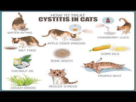 How to Treat Cystitis in Cats