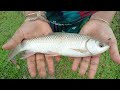 Cast Net Fishing Traditional Catching Fish With A Cast Net By Beautiful Village Woman Part 422