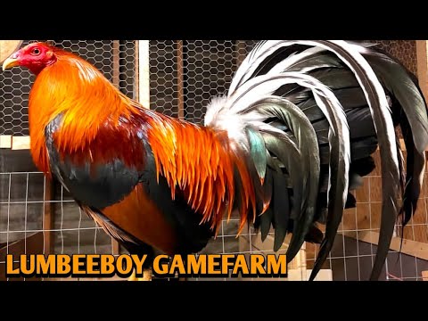 Sweater Albany Kelso - LUMBEEBOY FARM